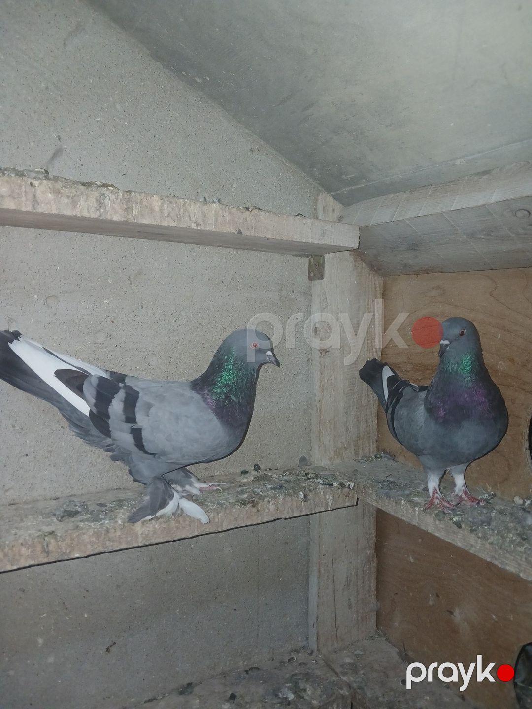 Göyərçinlər — Quşlar, Sumqayıt (3)