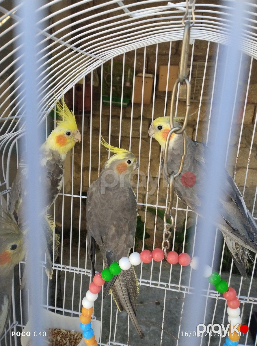 Tutuquşular — Quşlar, Bakı (4)