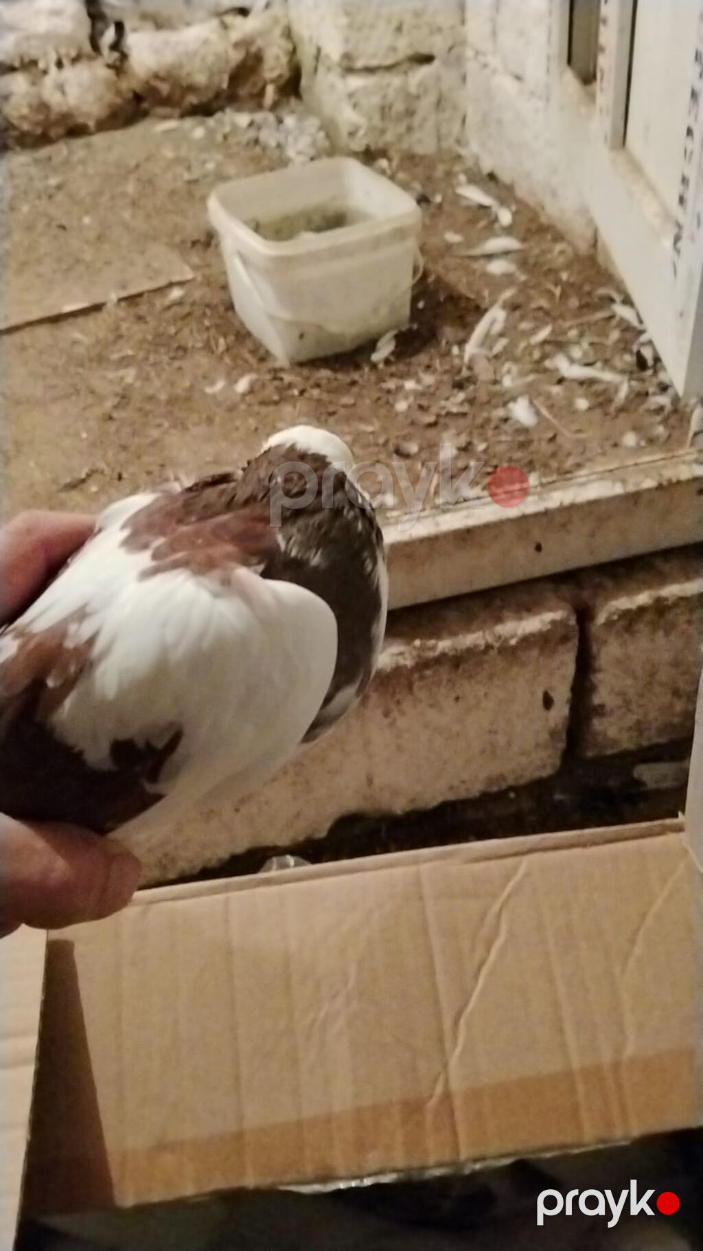 Ev göyərcinleri tek tek gotren olsa Ayr qiymet olacay hamsn gotren — Göyərçin, Digah (3)