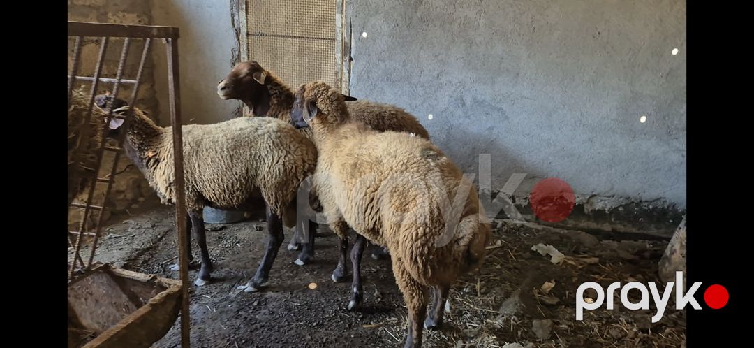 Qoçlar — Kənd təsərrüfatı heyvanları, Bakı (2)