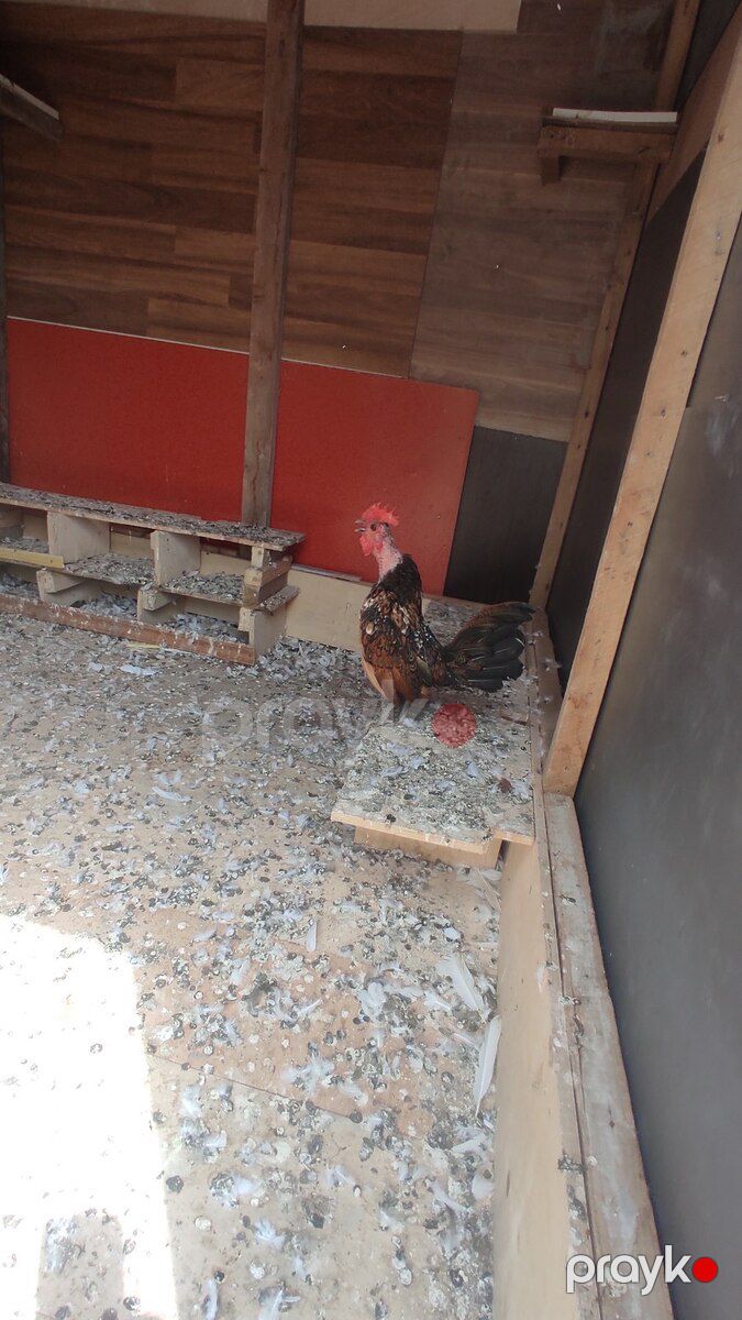 Xoruzlar — Quşlar, Bakı (2)