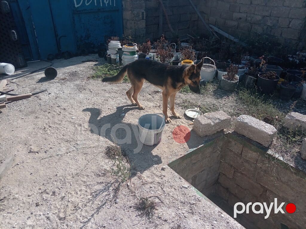 Alman çoban iti, 10 ay, Dişi, Peyvəndli, Ünvandan götürmə — Köpəklər, Digah (3)