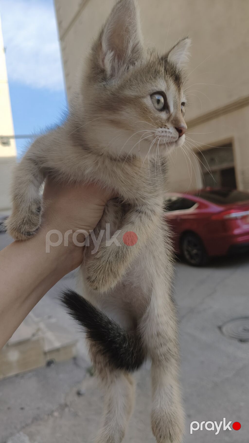 Qızıl şinşilla, Erkək, Yaxşı əllərə, Ödənişli çatdırılma — Pişiklər, Xırdalan (2)