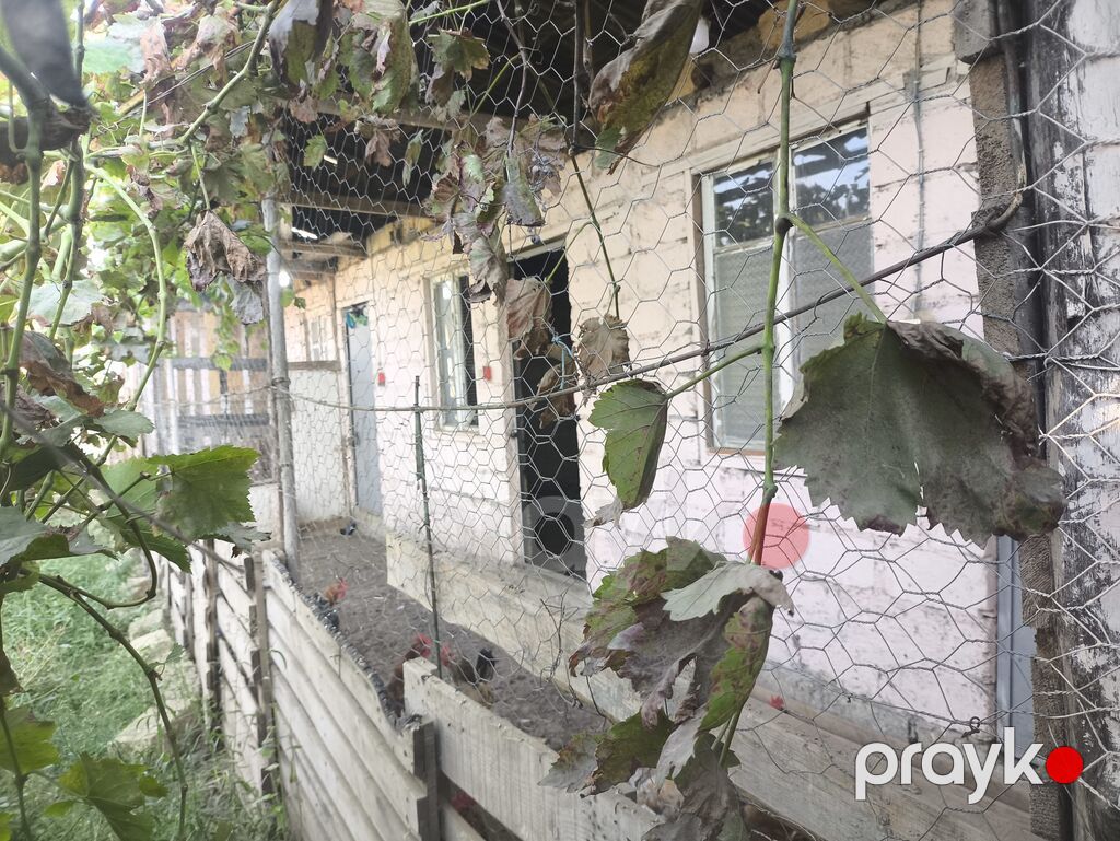 8 sot, Tikinti, Kupça (Çıxarış) — Torpaq, Gəncə (8)