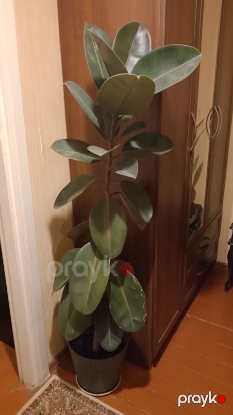 Kauçuk ağacı (Ficus elastica) – otaq bitkisi - Növ: Ficus elastica — Bakı