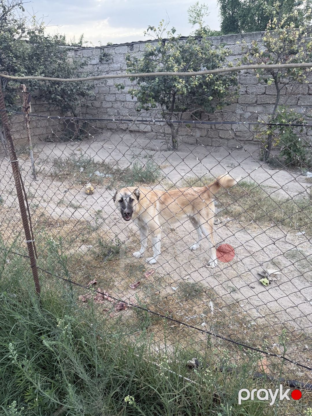 Çoban iti — Köpəklər, Bakı (2)