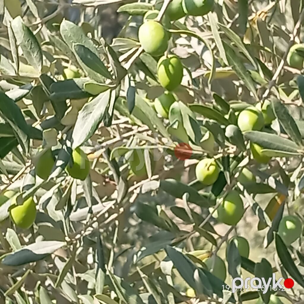 Məhsul: Yaşıl zeytun Təsvir: -iri dənəli yaşıl zeytunlar. - Sərt və — Qida məhsulları, Digah (3)