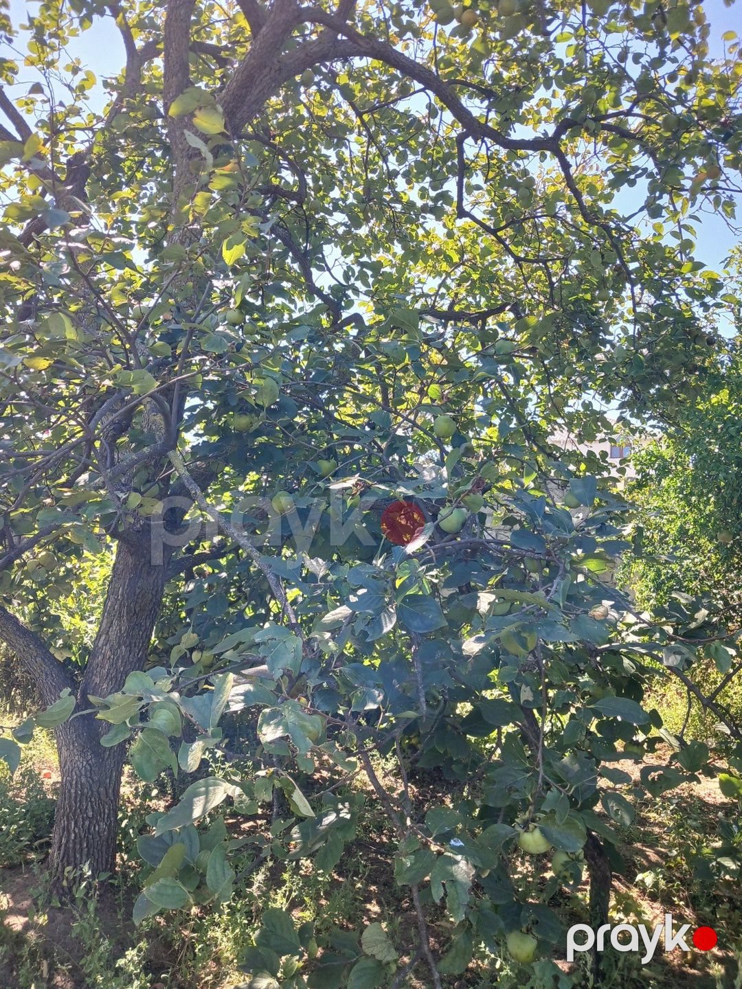 Satılır torpaq 10 sot — Torpaq, Bakı (6)