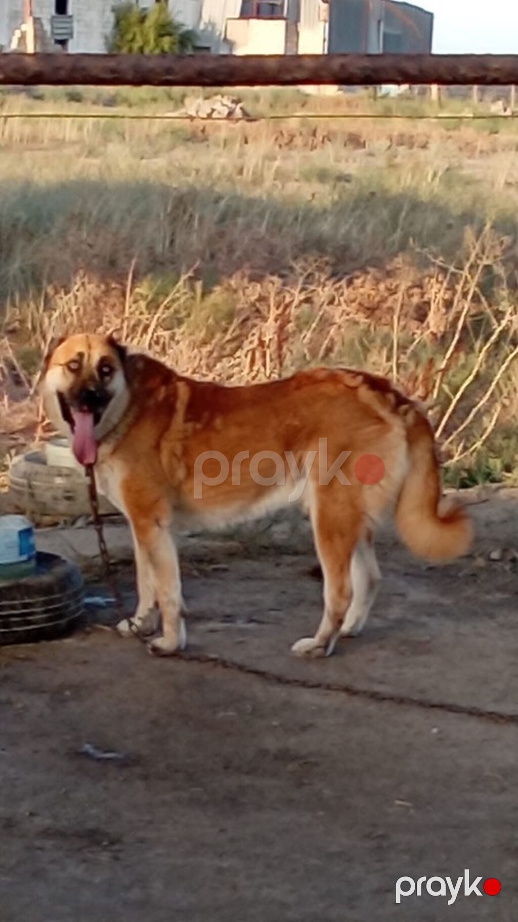 Qurdbasar, 2 il, Erkək, Peyvəndli, Rayonlara çatdırılma — Köpəklər, Mehdiabad (2)