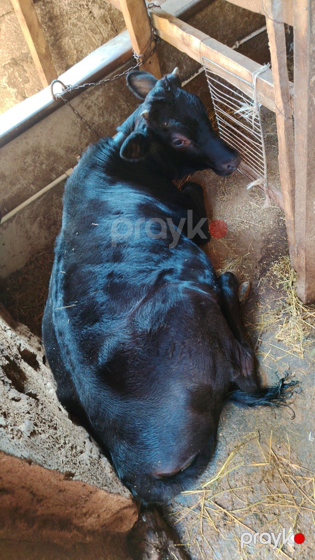 Qara rəngli dana/sığır - Növ: Qaramal (qara rəngli) - Cins: Erkək — Kənd təsərrüfatı heyvanları, Digah (2)