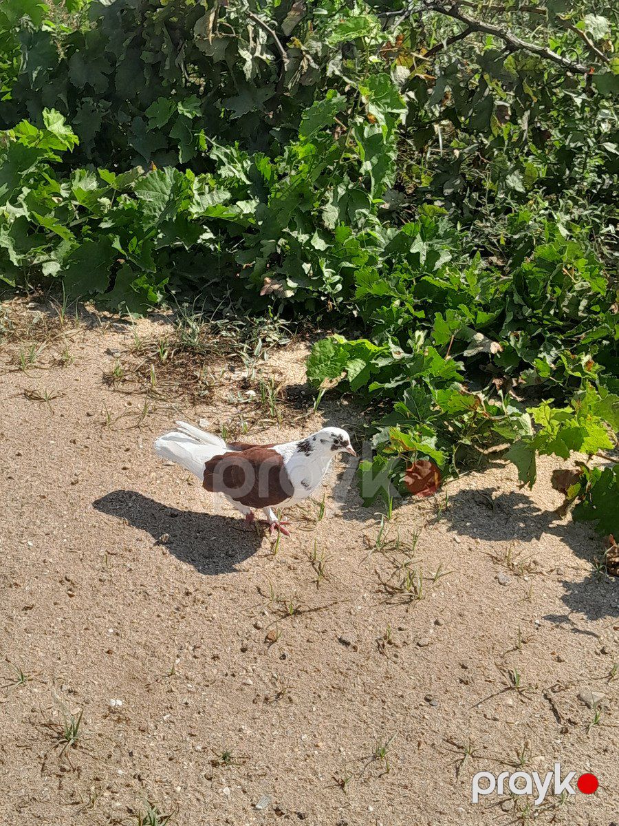 Göyərçinlər — Quşlar, Bakı (2)