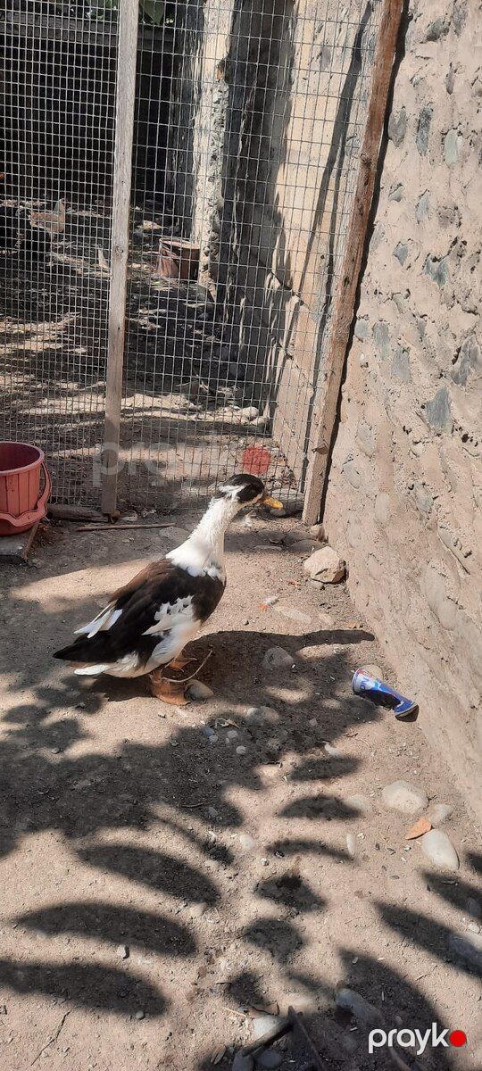 Pekin ördəyi — Quşlar, Bərdə (2)
