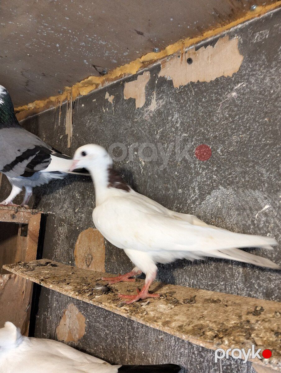 Göyərçinlər — Quşlar, Bakı (5)