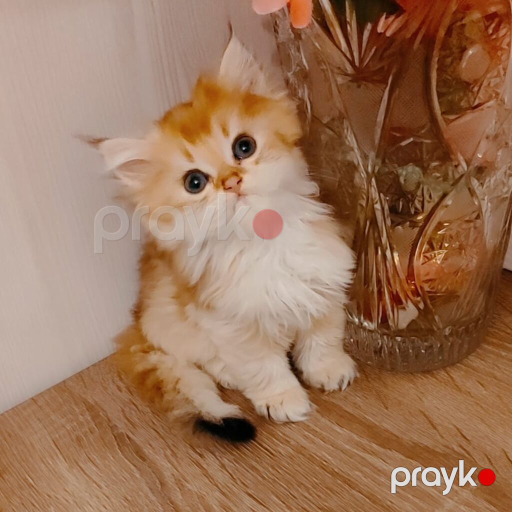 Qızıl şinşilla — Pişiklər, Bakı (6)