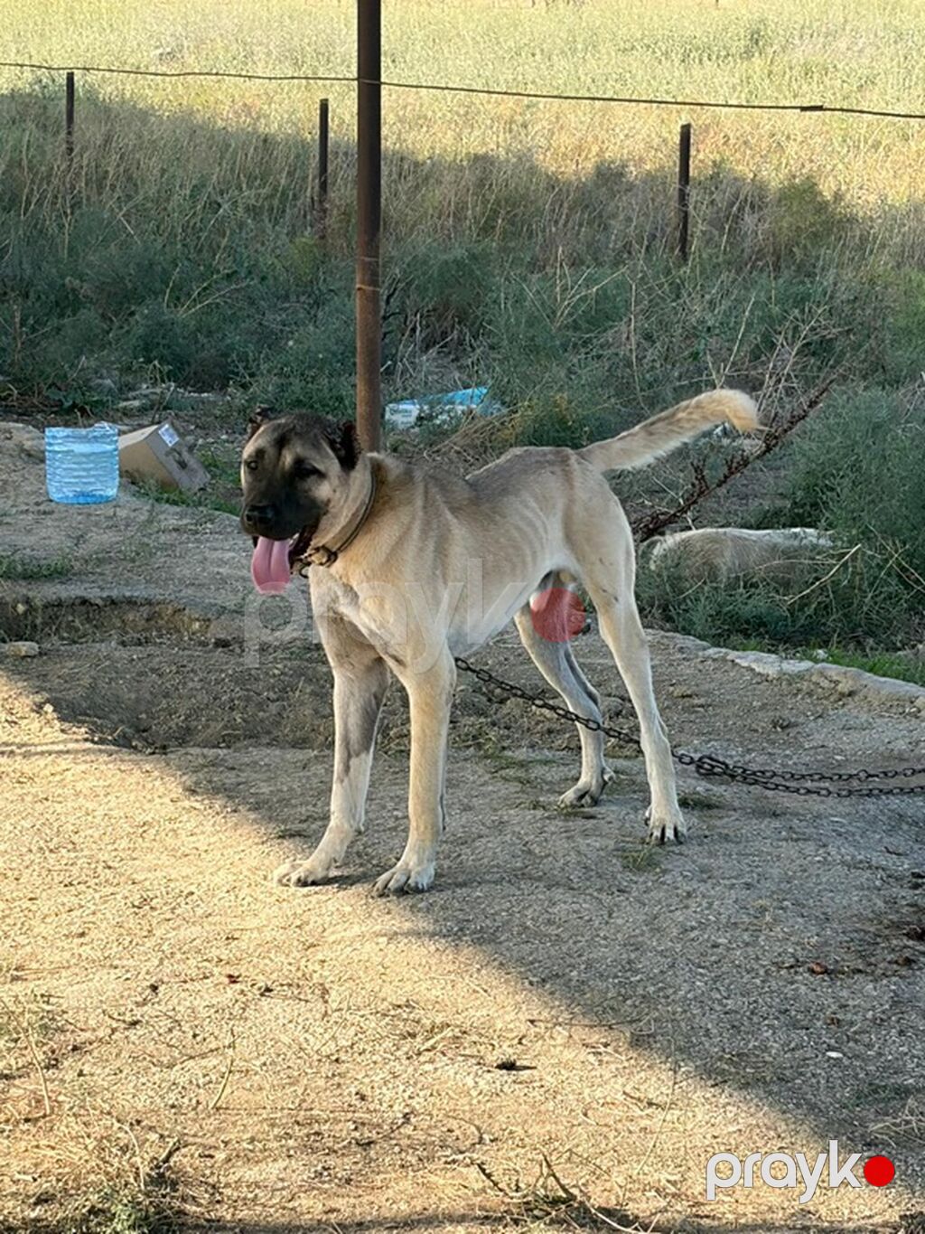 Kanqal, 1 il, Erkək, Peyvəndli, Rayonlara çatdırılma — Köpəklər, Mehdiabad (3)