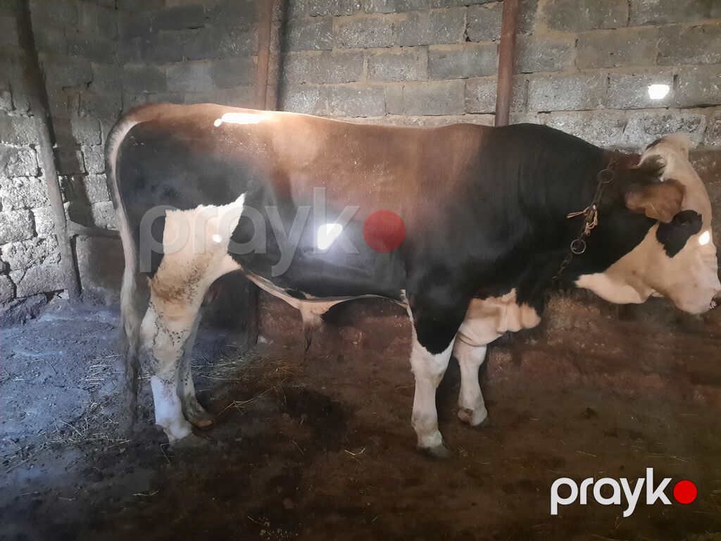 Super cins dana — Kənd təsərrüfatı heyvanları, Digah (2)