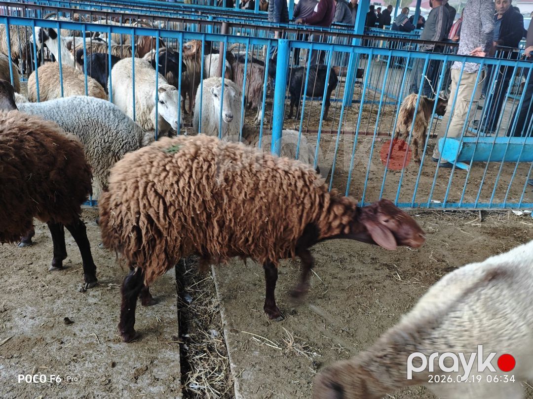 Quzular — Kənd təsərrüfatı heyvanları, Bakı (2)