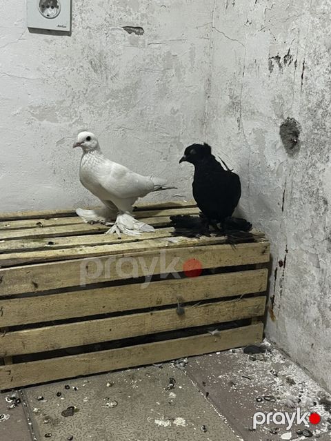 Dekorativ lələklilərdi Ana baladı balasının qanadların kəsməmişəm — Bakı