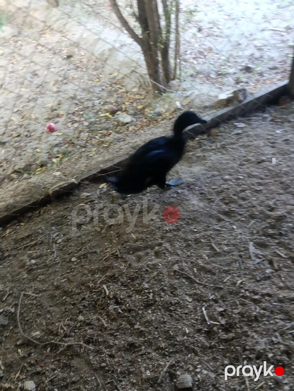 Erkək, Damazlıq, Ödənişli çatdırılma — Digərləri, Digah (2)