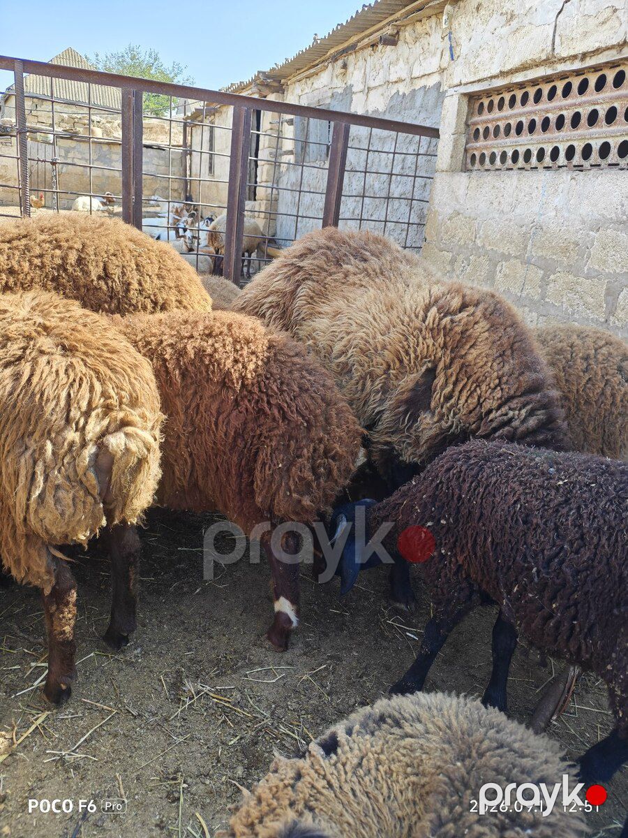 Quzular — Kənd təsərrüfatı heyvanları, Qobustan (3)