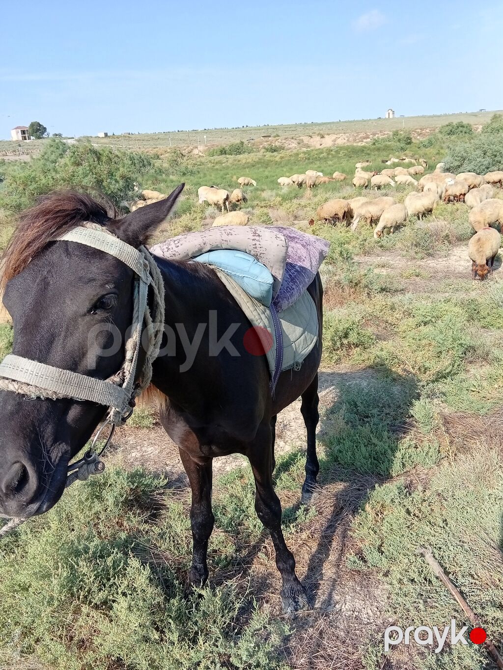 Qara rəngli yüklü minik atı - İstifadə sahəsi: çöldə/gəzmədə minik — Atlar, Bakı (2)