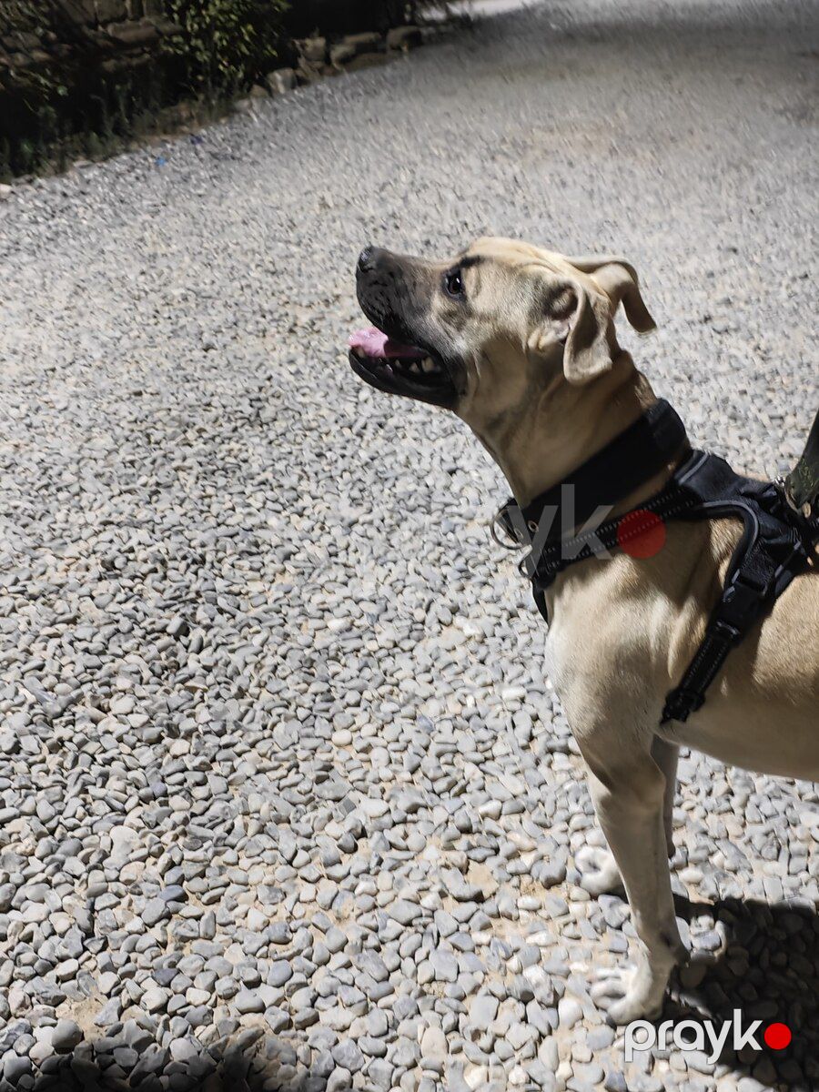 Pitbul — Köpəklər, Bakı (3)