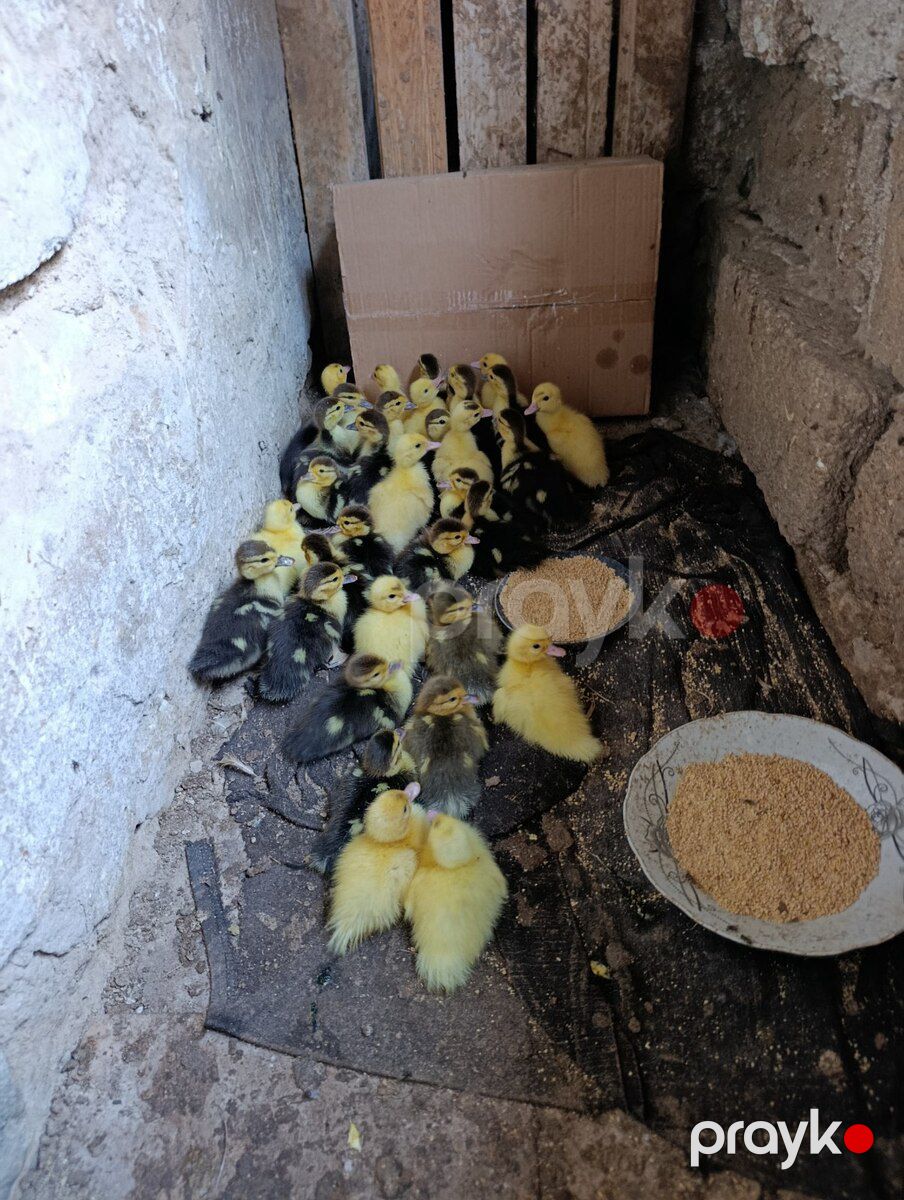 Ördək balaları — Quşlar, Bakı (2)