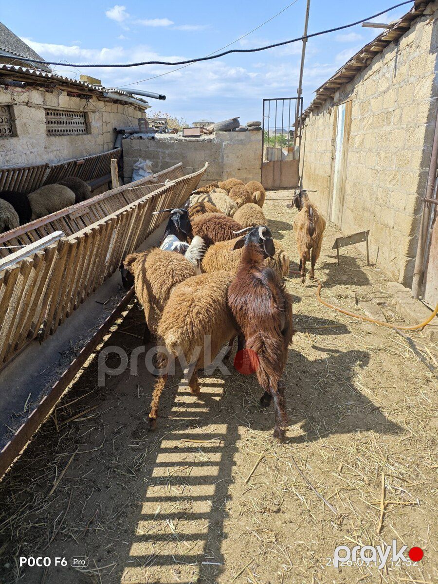 Quzular — Kənd təsərrüfatı heyvanları, Qobustan (5)