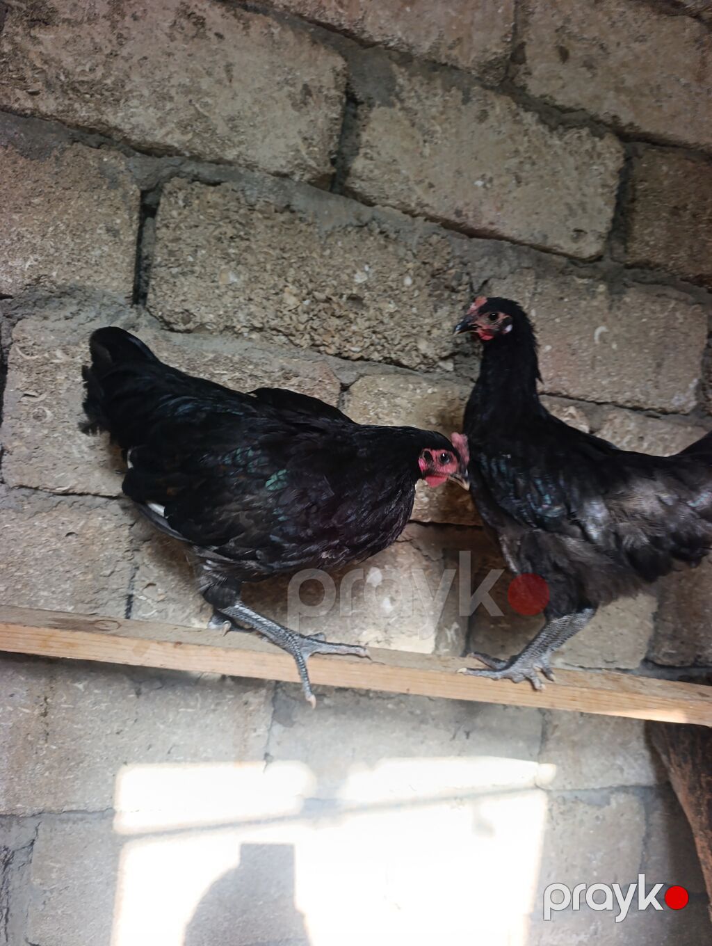 Toyuq, Damazlıq — Toyuq və xoruz, Digah (3)