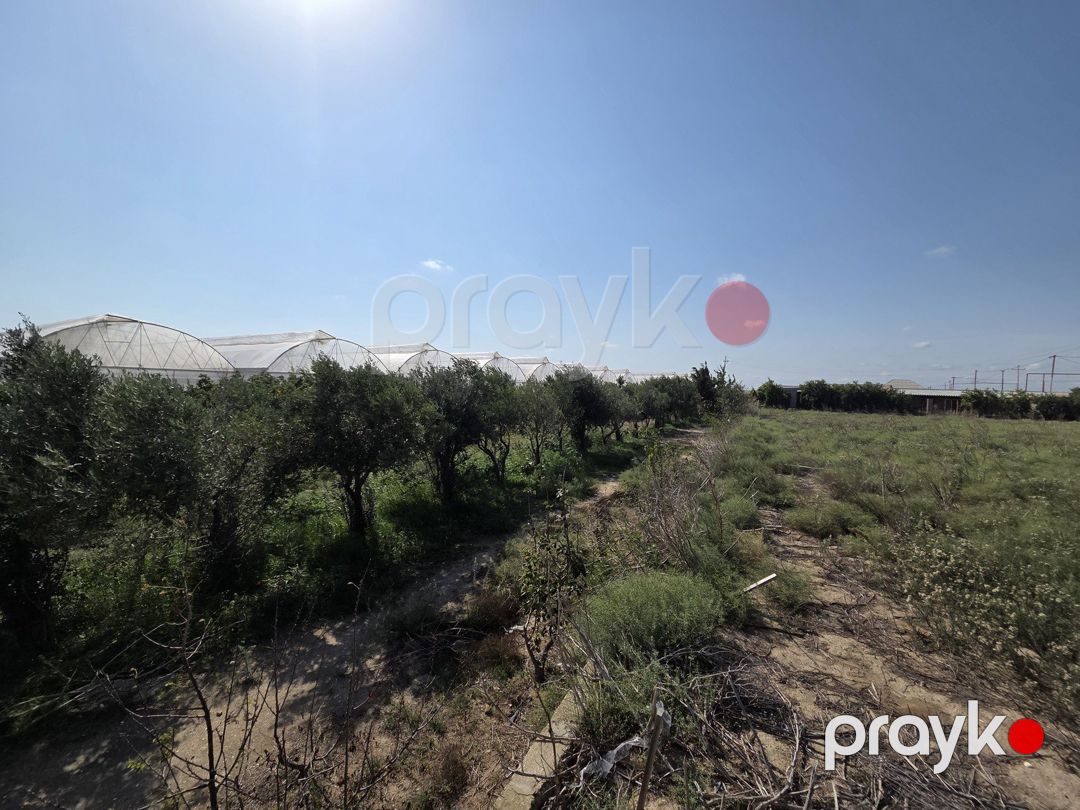 170 sot torpaq sahəsi, Zirə qəs — Torpaq, Bakı (5)