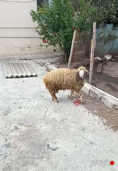 7 ayliq dir erkek dir kok dir suber hyvan dir 400 manat - Növ: Qoyun — Masazır