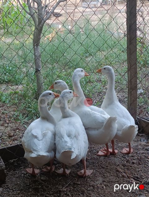 Dişi, Damazlıq, Pulsuz çatdırılma, Ödənişli çatdırılma — Digah