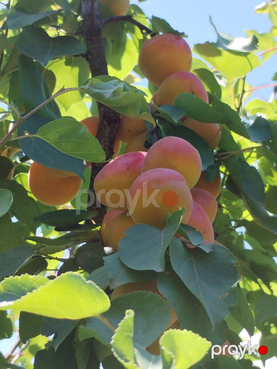 Meyvə ağacları — Bitkilər, Bakı (2)