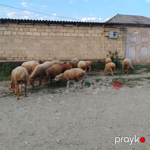 Qoyunlar — Quba