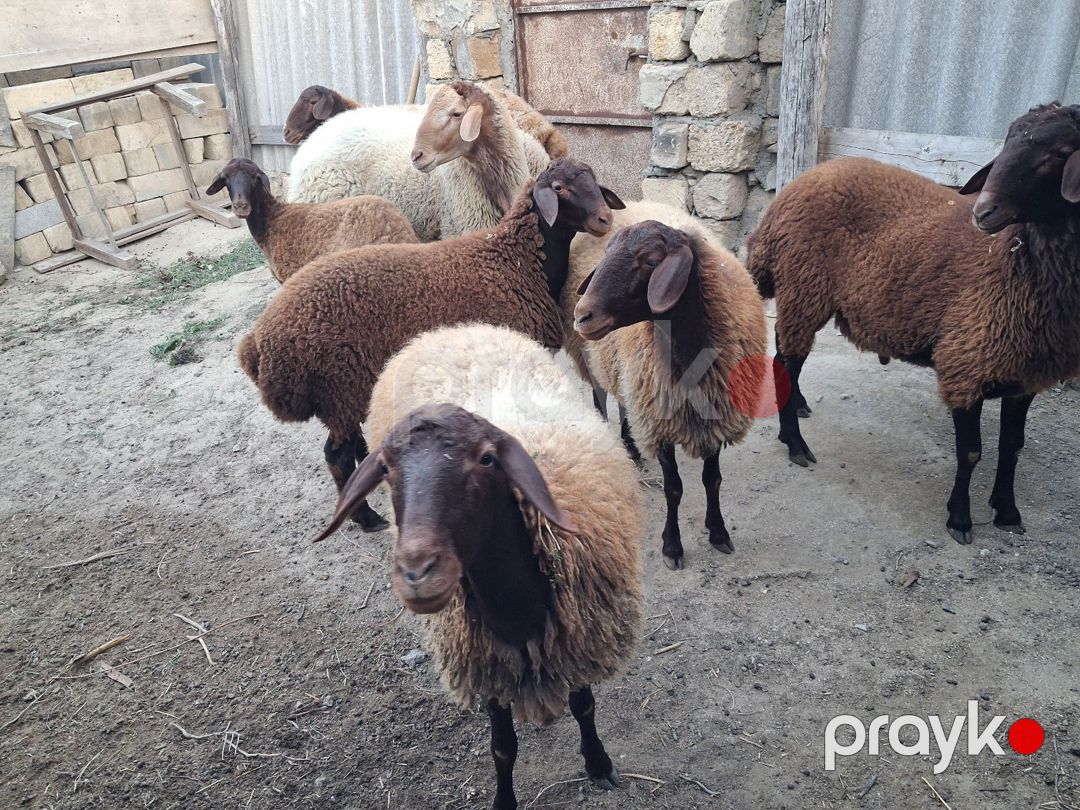 Qoyunlar — Kənd təsərrüfatı heyvanları, Bakı (4)
