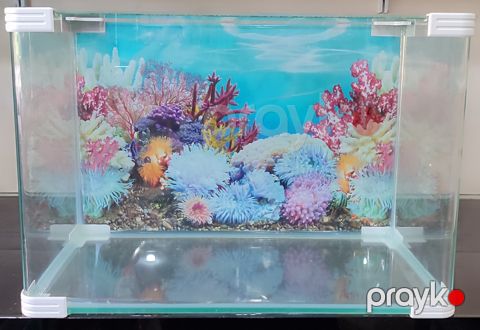 Akvarium Aquazoo, şüşə, 33 l — Bakı