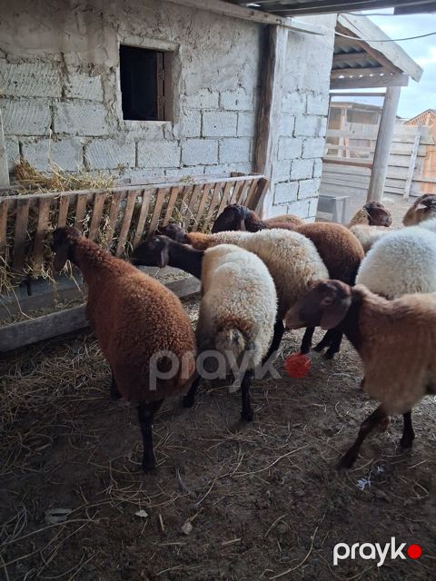 Qoyunlar — Bakı
