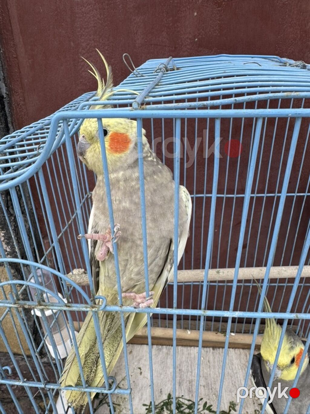 Nimfa (Cockatiel) cütlüyü + qəfəs - Növ: Nimfa papağanı (Cockatiel) — Qəfəslər, Bakı (4)