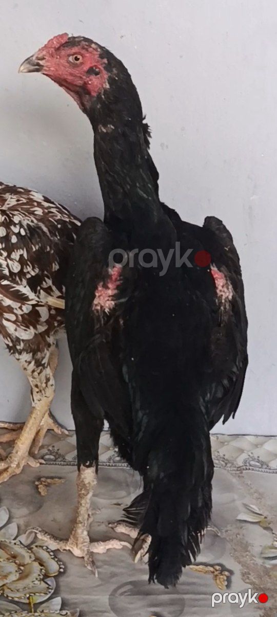Toxumluq fərələr — Quşlar, Füzuli (7)