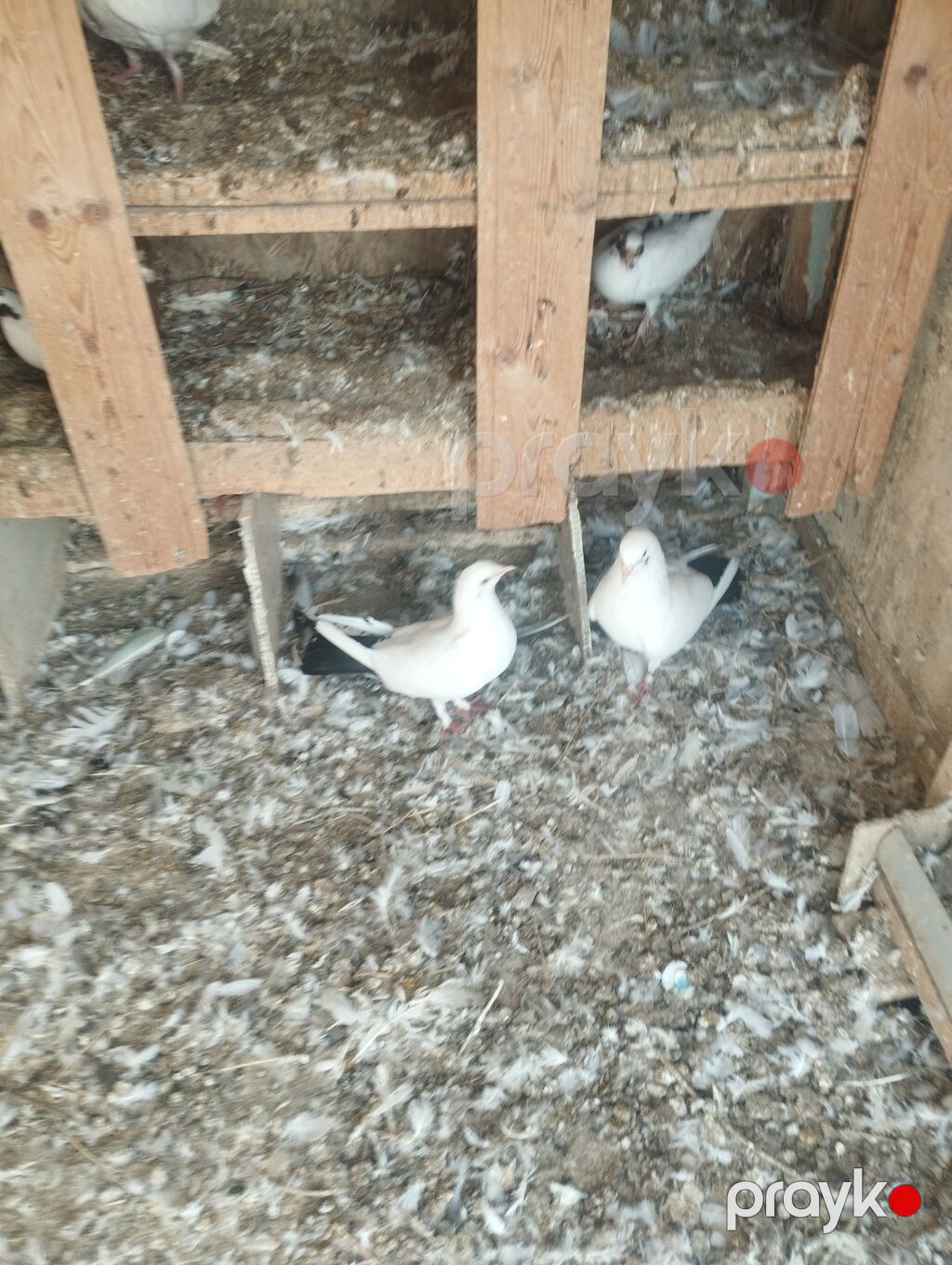 Erkey maya cütü 110. m catrlma yoxdu — Göyərçin, Bakı (5)