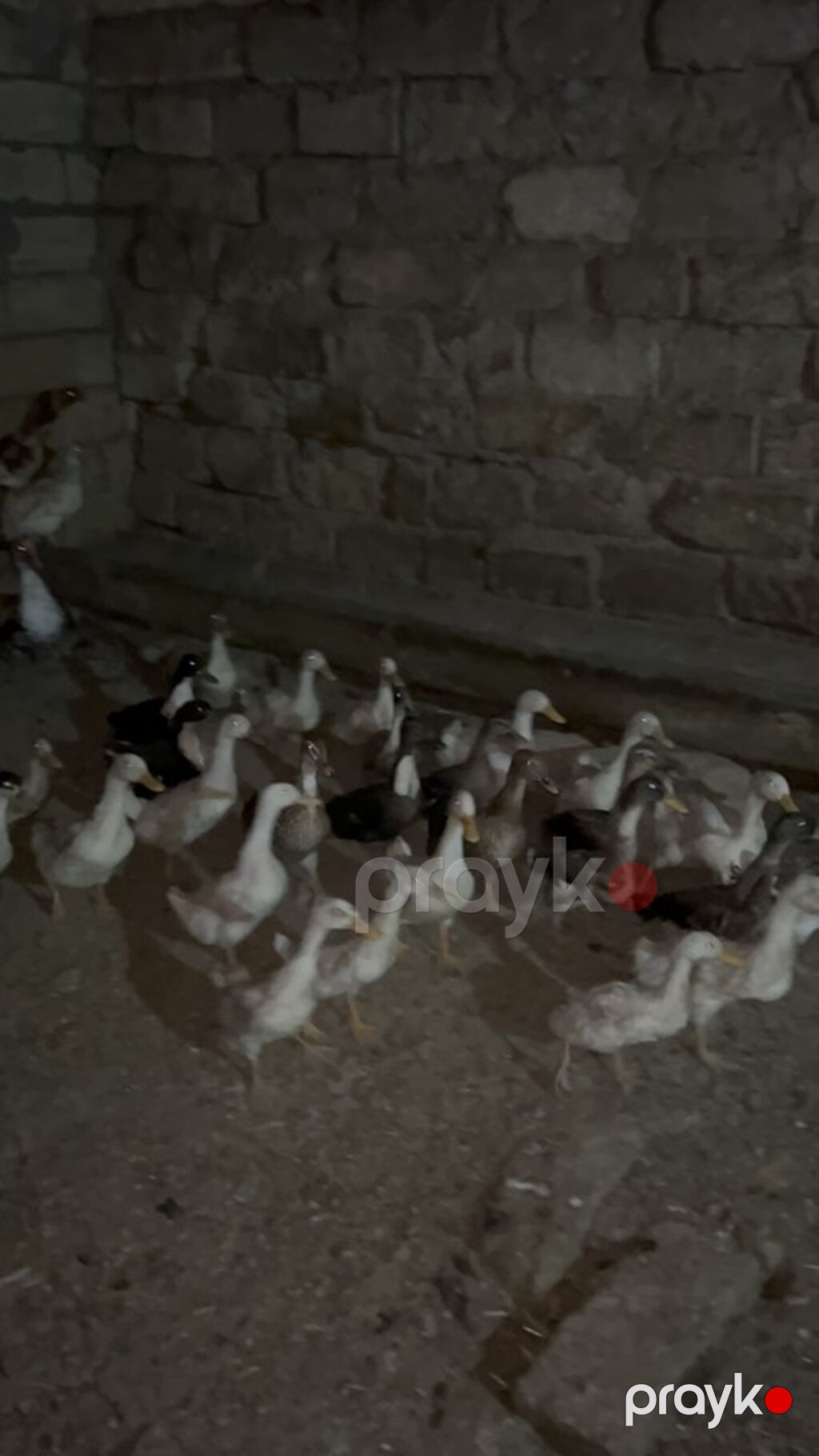 Kom goturene asago olunacag 27 eded — Digərləri, Mehdiabad (7)