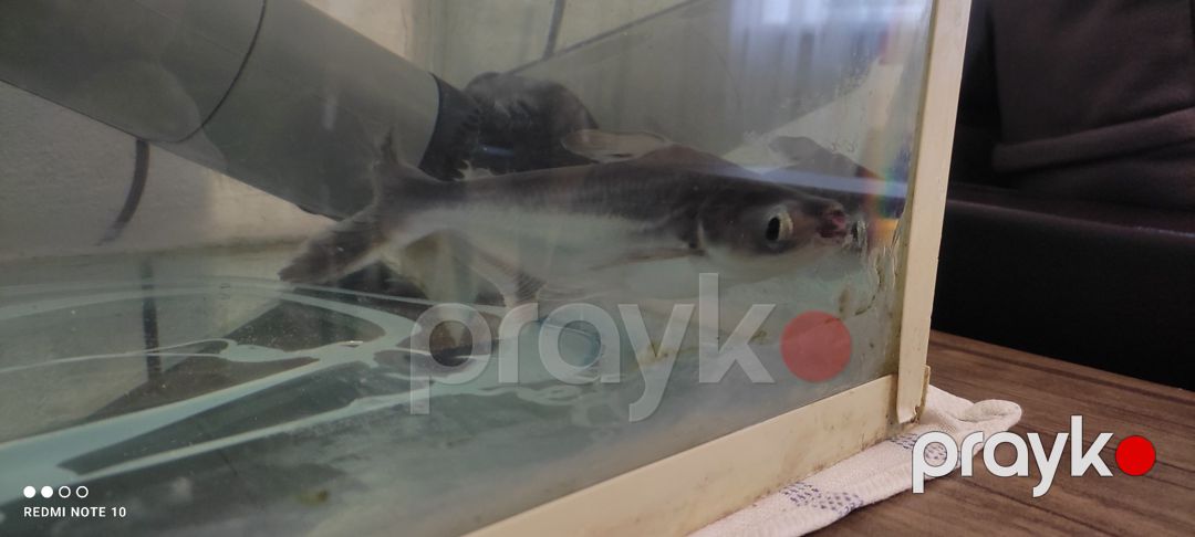Akula pangasius — Akvariumlar və balıqlar, Bakı (3)