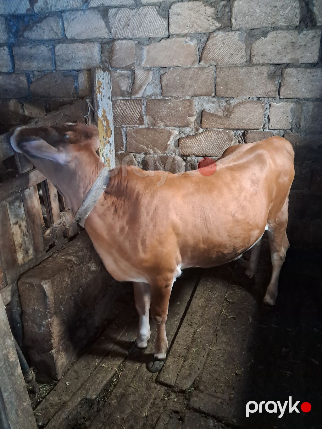 Cins: Yerli qır (“qırmızı” rəngli) Növ: Dana (dişi) Rəng: Açıq — Kənd təsərrüfatı heyvanları, Masazır (4)
