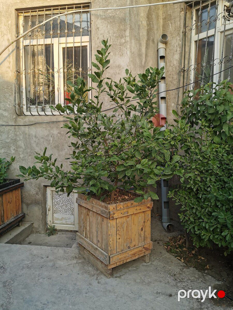 Limon ağacı — Bitkilər, Bakı (6)