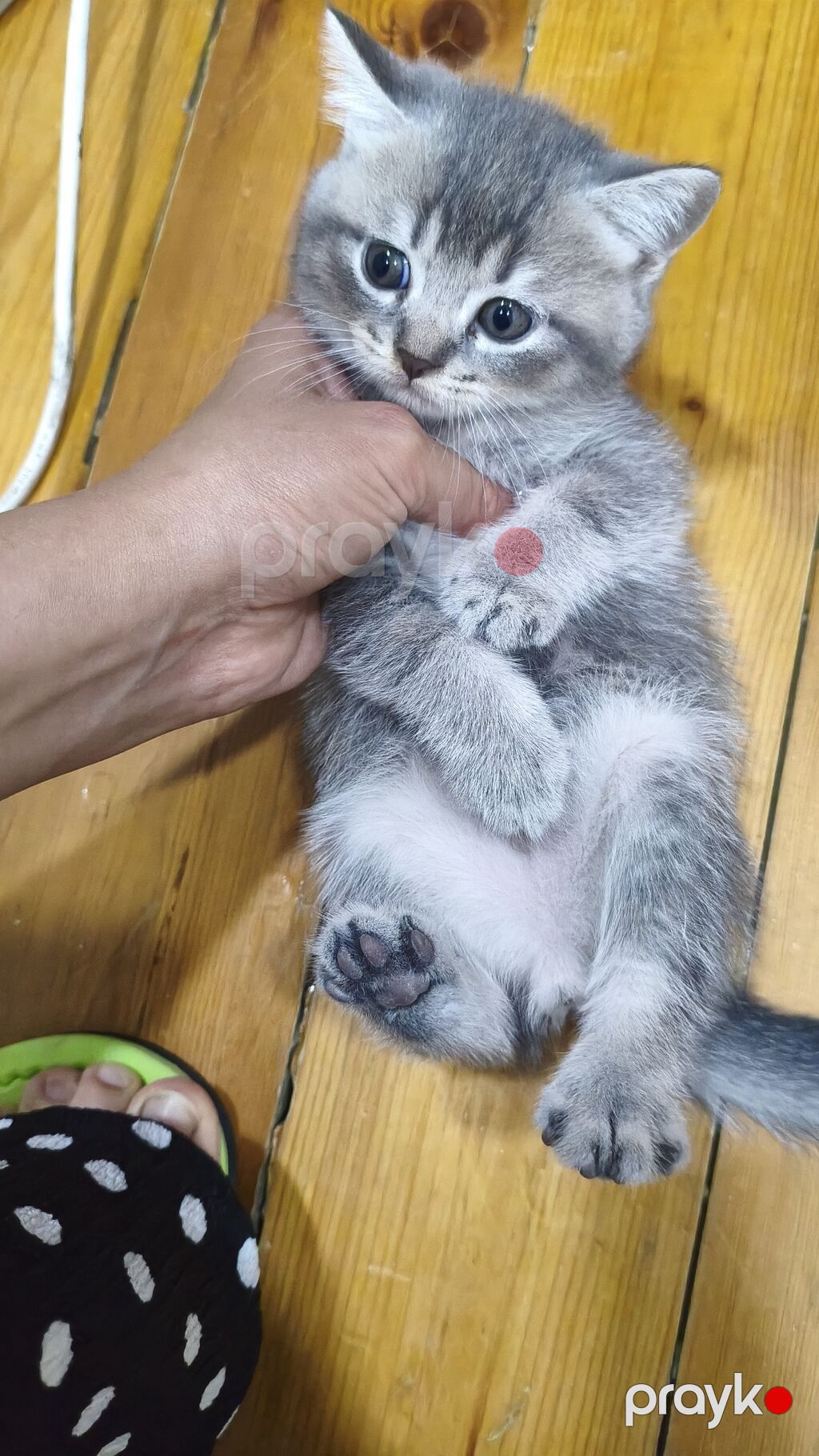 Şinşilla, Erkək, Yaxşı əllərə, Ödənişli çatdırılma — Pişiklər, Xırdalan (4)