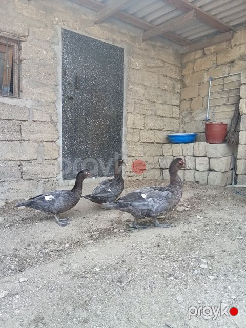 Macar ördəkləri — Bakı