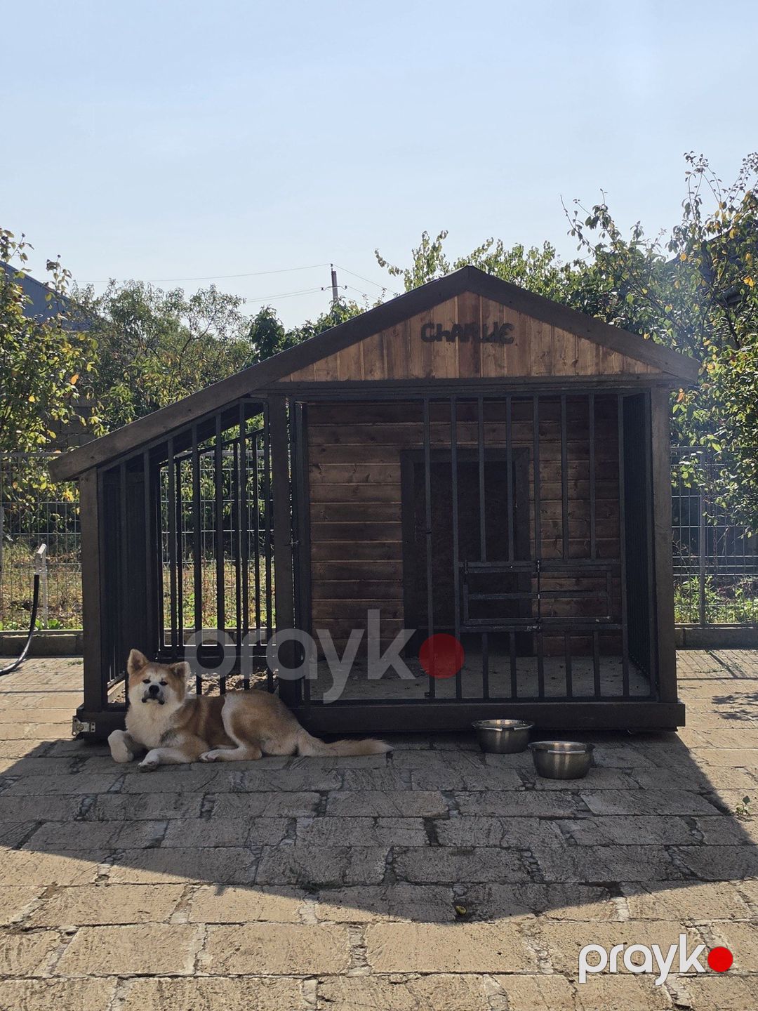 Yapon akita-inu — Köpəklər, Bakı (2)