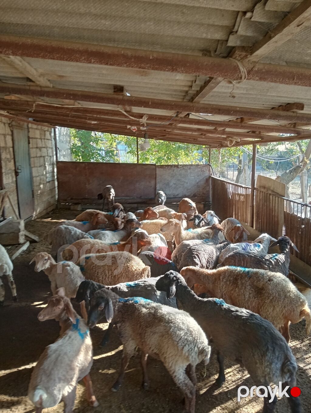 24 erkək 7 dişi kom 31 baş toğlu satılır — Kənd təsərrüfatı heyvanları, Qobustan (4)