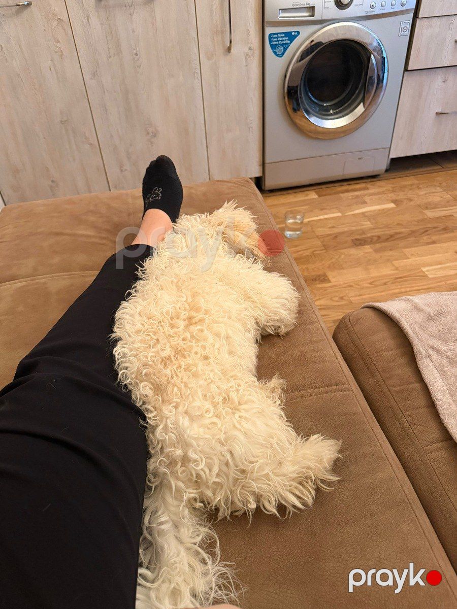 Maltipoo balası — Köpəklər, Bakı (2)