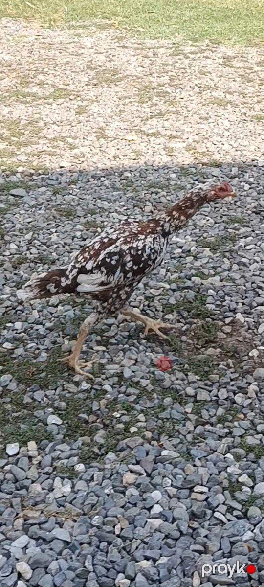 Toxumluq fərələr — Quşlar, Füzuli (10)